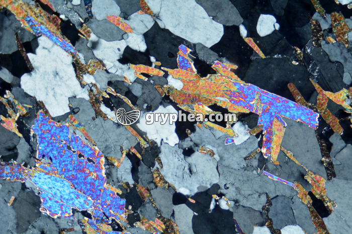 Gneiss à 2 micas (Bas Limousin) LPA x25 - gryphea.com